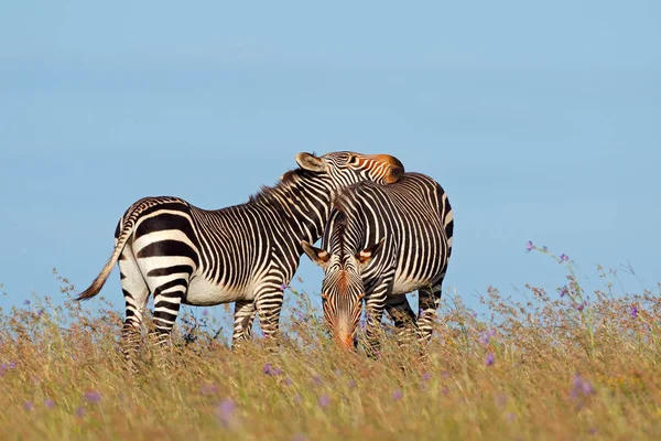 Cape dağ zebras otlak — Stok fotoğraf