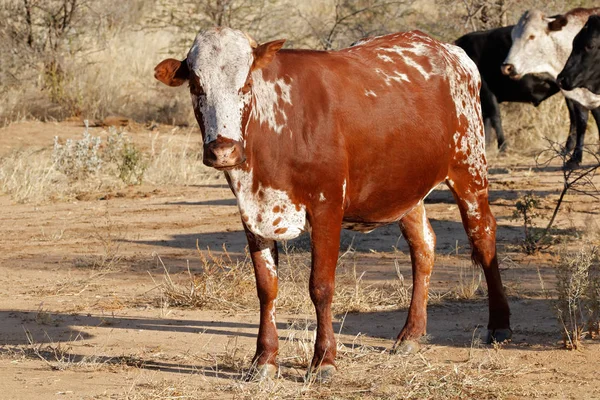 Vaca de Sanga - Namibia — Foto de Stock