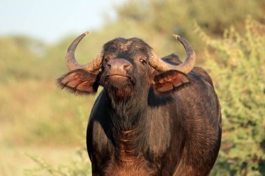 African buffalo portrait clipart