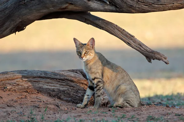 Gatto selvatico africano — Foto Stock