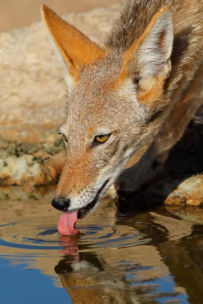 Černá couval Šakal pitné vody — Stock fotografie