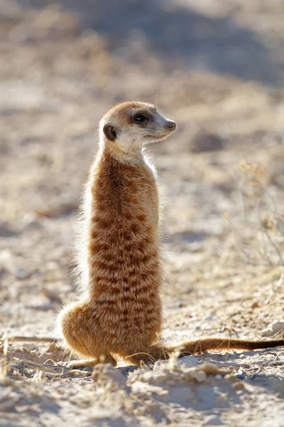 Meerkat on guard — Stock Photo, Image