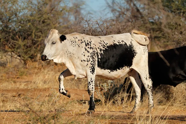 Αγελάδα Sanga - Ναμίμπια — Φωτογραφία Αρχείου
