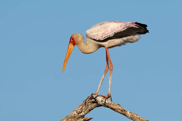 Yellow-billed stork on a branch — Stock Photo, Image