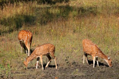 Doğal yaşam alanı içinde benekli geyik