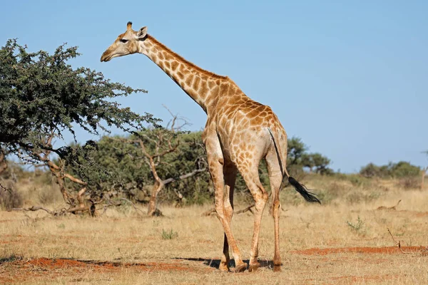 Żyrafa w naturalnym środowisku — Zdjęcie stockowe