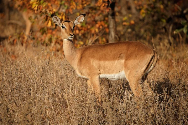 Impala antilope - Parco nazionale di Kruger — Foto Stock