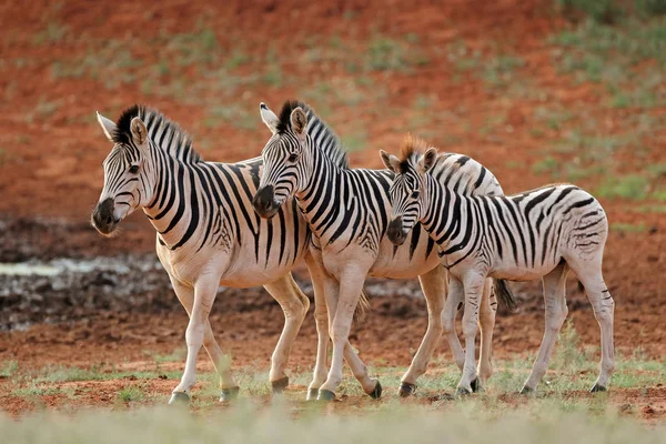Zebras-das-planícies em habitat natural — Fotografia de Stock