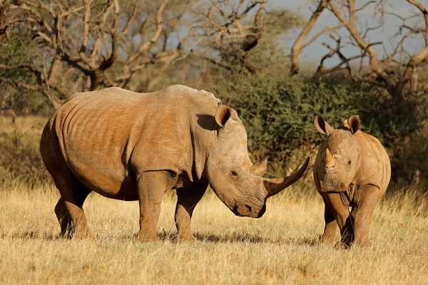 Rhinocéros blanc et veau — Photo