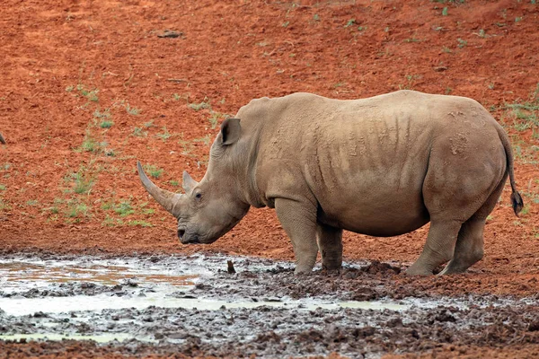 White rhinoceros at a waterhole — Stock Photo, Image