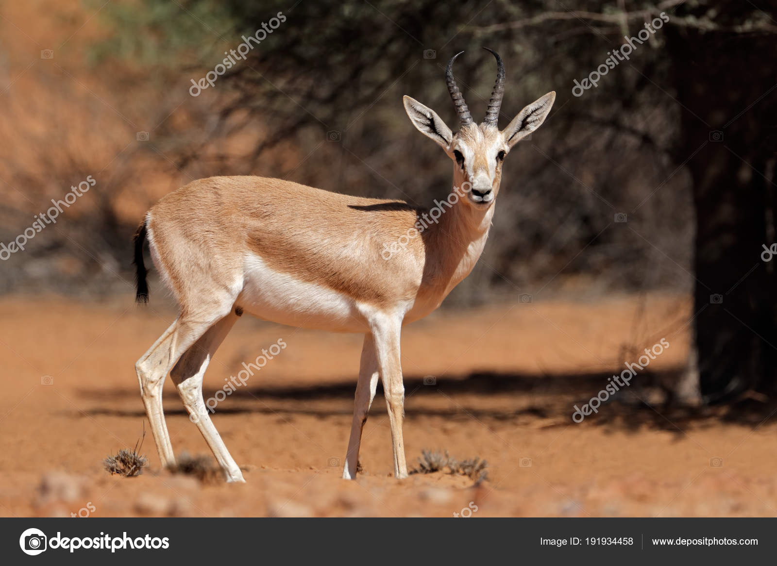 3 853 Gazelle Stock Photos Images Download Gazelle Pictures On Depositphotos