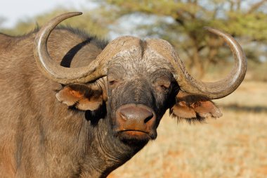 African buffalo portrait  clipart