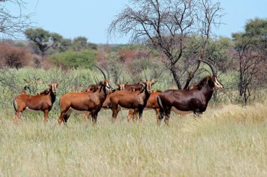 Sable antelopes in natural habitat clipart