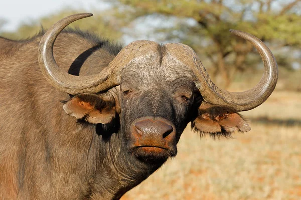Африканский портрет буйвола — стоковое фото
