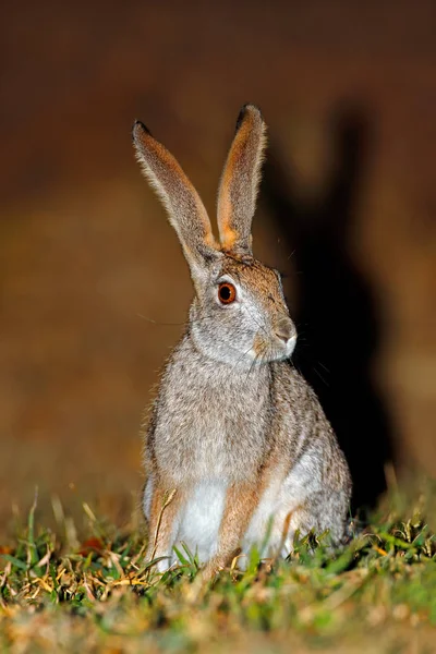 Alerte gommage lièvre — Photo