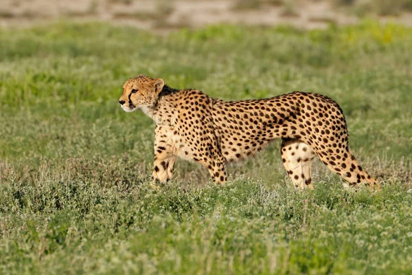 Alarm cheetah na polowanie — Zdjęcie stockowe