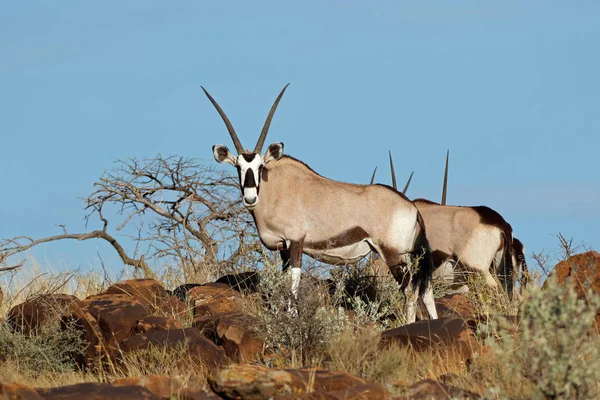 Gemsbok antelopes in natural habitat — Stock Photo, Image