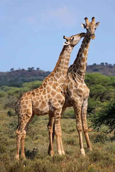 Žirafa interakce - Jižní Afrika — Stock fotografie