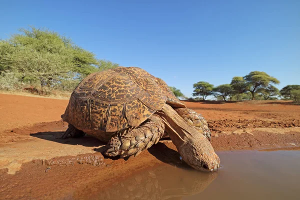 Leopardo tartaruga água potável — Fotografia de Stock