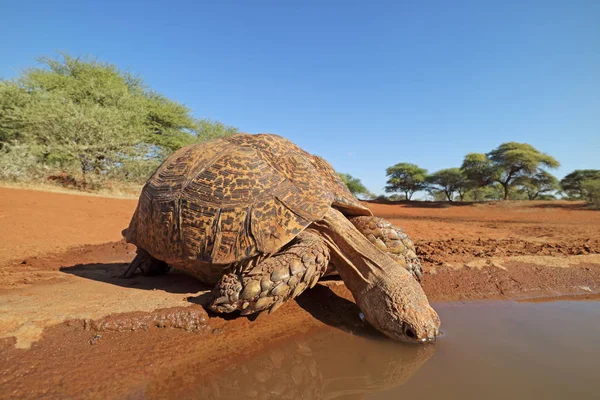 ヒョウ亀飲料水 — ストック写真