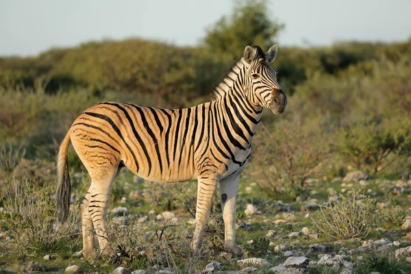 Ebenen-Zebra - Etoscha-Nationalpark — Stockfoto