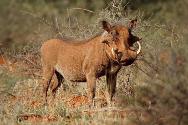 Warthog in natural habitat — Stock Photo, Image