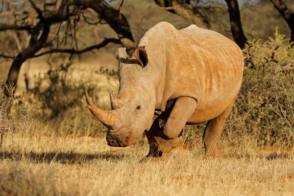 Vit noshörning i naturliga livsmiljö — Stockfoto