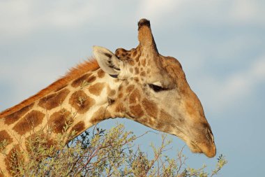 Giraffe feeding on a tree clipart