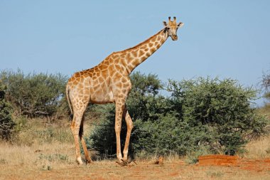 Giraffe in natural habitat clipart