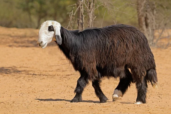 Арабская овца Наджи — стоковое фото