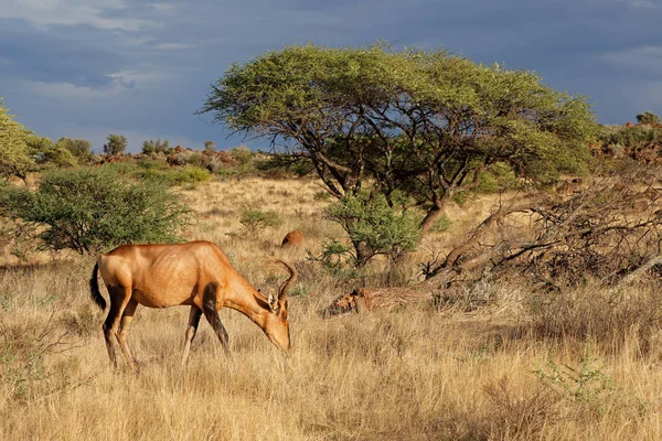 Κόκκινο αντιλόπη της Αφρικής στο φυσικό περιβάλλον — Φωτογραφία Αρχείου