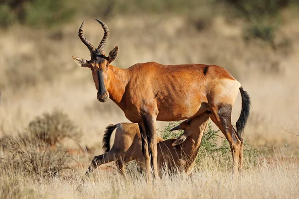 Red hartebeest and suckling calf — Stock Photo, Image