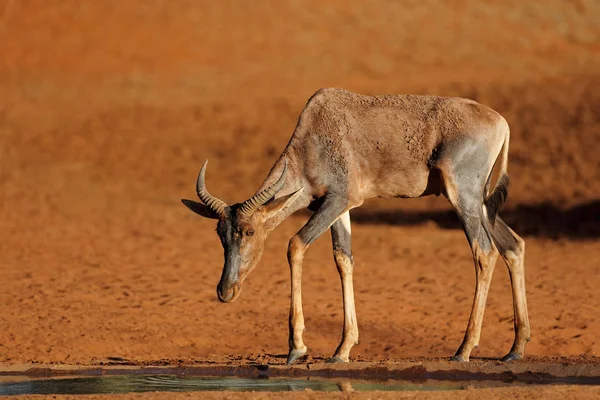 Tsessebe antelope at a waterhole — Stock Photo, Image