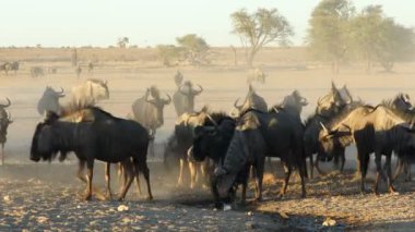 Güney Afrika 'nın Kalahari çölünde, tozlu bir su birikintisinde mavi antilop sürüsü (Connochaetes taurinus) içme suyu