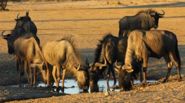 Mavi antilop (Connochaetes taurinus) Güney Afrika 'daki Kalahari çölünde su içmektedir.
