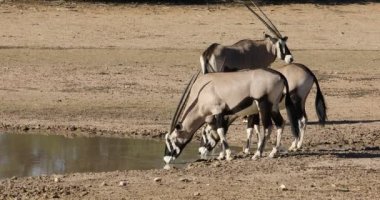 Gemsbok antilopları (Oryx gazella) içme suyu, Kalahari çölü, Güney Afrika