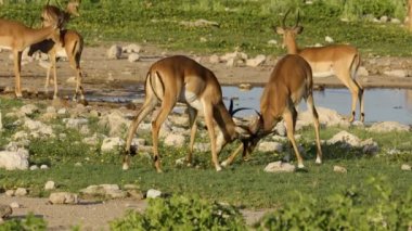 İki erkek impala antilobu (Aepyceros melampus) kavga, Etosha Ulusal Parkı, Namibya