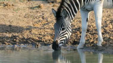 A Plains zebra (Equus burchelli) içme suyu, Mkuze oyun rezervi, Güney Afrika