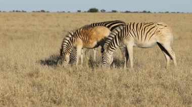 Ovalarda otlayan zebralar (Equus burchelli), Mokala Ulusal Parkı, Güney Afrika 
