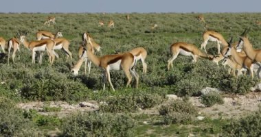 Springbok antilop (Antidorcas marsupialis), büyük sürüsü etkin Milli Parkı, Namibya