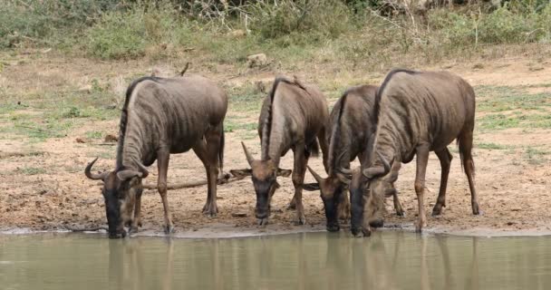 Blå Gnu Connochaetes Taurinus Dricksvatten Mkuze Game Reserve Sydafrika — Stockvideo