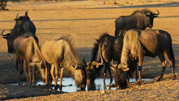 Wildebeest Blu Connochaetes Taurinus Acqua Potabile Una Pozza Acqua Deserto — Video Stock