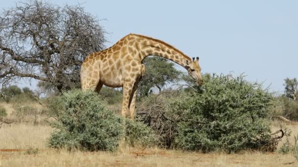 Une girafe (Giraffa camelopardalis) se nourrissant sur un arbre, Afrique du Sud 