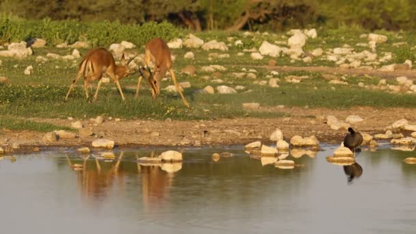 Két Fiatal Impala Antilopok Aepyceros Melampus Játék Harc Etosha Nemzeti — Stock videók