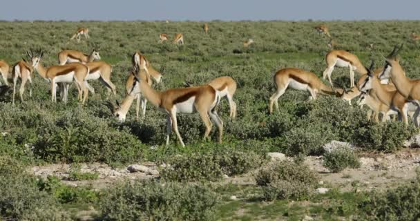 Duże Stado Antylopy Springbok Antidorcas Marsupialis Park Narodowy Etosha Namibia — Wideo stockowe