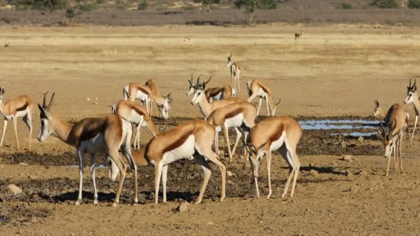 Стадо Пружинных Антилоп Antidorcas Marsupialis Водопоя Пустыня Калахари Южная Африка — стоковое видео