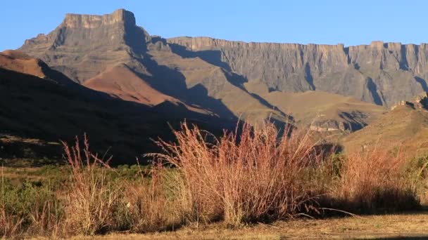 Άποψη Του Αμφιθεάτρου Και Κυματίζει Χόρτα Drakensberg Βουνά Royal Natal — Αρχείο Βίντεο