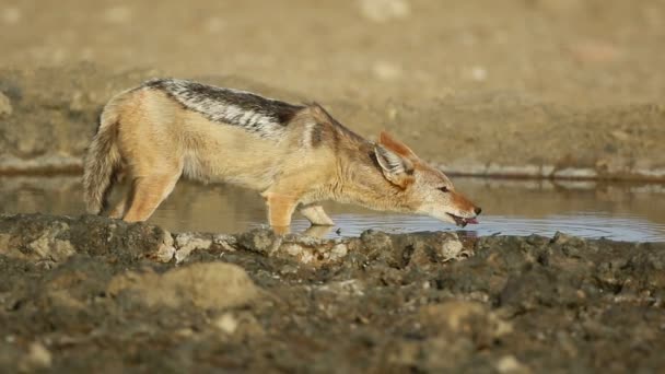 Chacal Con Respaldo Negro Canis Mesomelas Agua Potable Desierto Kalahari — Vídeos de Stock