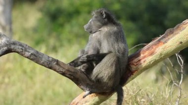 Güney Afrika 'da bir ağaçta oturan büyük erkek chacma babunu (Papio hamadryas ursinus)