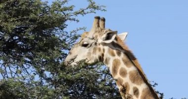 Güney Afrika 'da bir ağaçtan beslenen bir zürafanın (zürafa camelopardalis) yakın çekimi